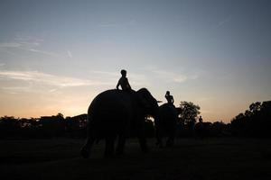 silhueta de elefante ao pôr do sol foto