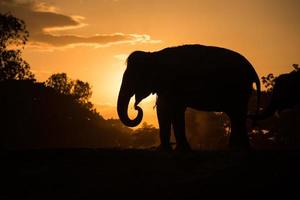 elefante asiático na floresta ao pôr do sol foto