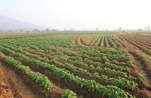 fileiras de batatas recentemente germinadas crescendo em um campo foto