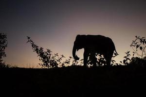 elefante asiático na floresta ao pôr do sol foto