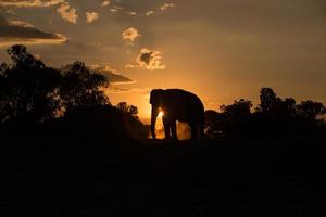 elefante asiático na floresta ao pôr do sol foto