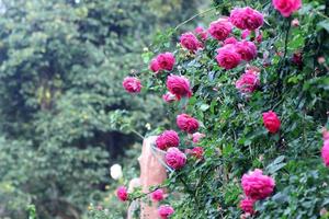 rosas no jardim foto