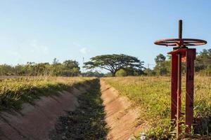 grandes árvores e a estrada fora da cidade foto