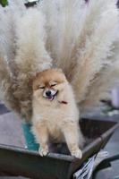 filhote de cachorro pomeranian foto