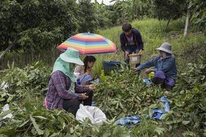 jardim longan, chiang mai foto