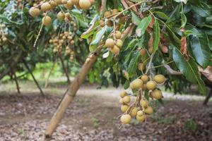 jardim longan, chiang mai foto