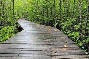 caminho de madeira entre a floresta de mangue, tailândia foto