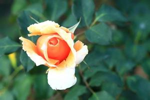 rosas no jardim foto