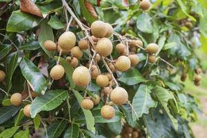 jardim longan, chiang mai foto