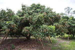 jardim longan, chiang mai foto