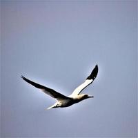 uma visão de um gannet em voo em bempton cliffs foto