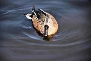 uma visão de um pato canvasback foto