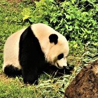 um close-up de um panda foto