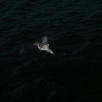 uma vista de um gannet em penhascos de bempton foto