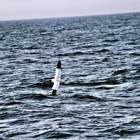 uma visão de um gannet em voo em bempton cliffs foto