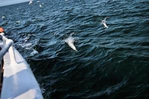 uma vista de um gannet em penhascos de bempton foto