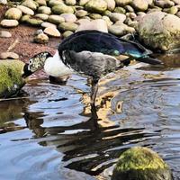 uma visão de um pato de pente africano foto