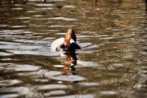 uma visão de um pato canvasback foto