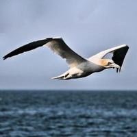 uma vista de um gannet em penhascos de bempton foto