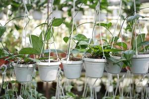 planta verde em um vaso branco pendurado foto