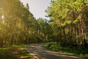 estrada na floresta de pinheiros foto