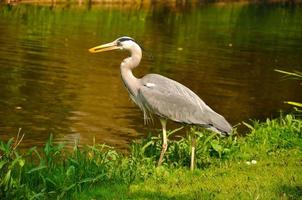 grande azul em pé e comendo garça no parque perto do lago o foto