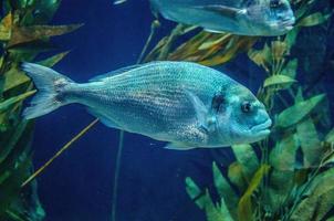 peixe prateado debaixo d'água em loro parque, tenerife, ilhas canárias foto