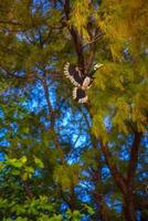 pássaro hornbill bucerotida voando entre as árvores, railay beach west foto