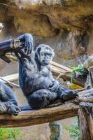 chimpanzés, chim macacos em loro parque, tenerife, ilha das canárias foto