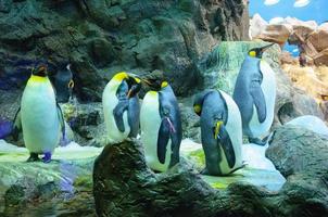grandes pinguins rei em loro parque, tenerife, ilhas canárias. foto