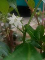 flor de capsicum, papel de parede, linda flor, beleza natural foto