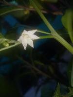 flor de capsicum, papel de parede, linda flor, beleza natural foto