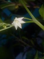 flor de capsicum, papel de parede, linda flor, beleza natural foto