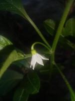 flor de capsicum, papel de parede, linda flor, beleza natural foto