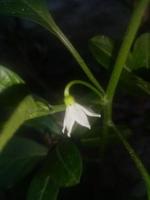 flor de capsicum, papel de parede, linda flor, beleza natural foto