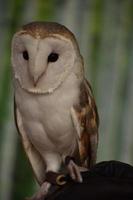 falcoaria com uma coruja de celeiro em um poleiro foto