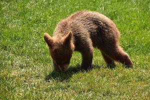 filhote de urso marrom fofo farejando na grama foto