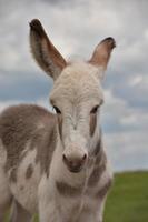 precioso burro jovem manchado em pé em um campo foto