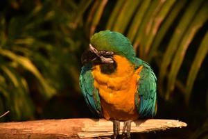 arara azul e dourada com bico curvo preto foto