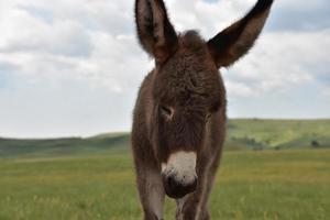 precioso bebê burro selvagem em pé em uma pradaria foto