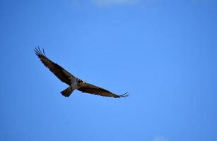 linda águia-pescadora voadora em um céu azul foto