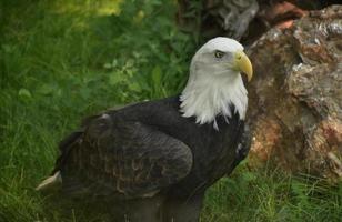 de perto com uma águia americana parada foto