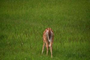 pastando veado bebê com manchas em sua pele em um campo foto