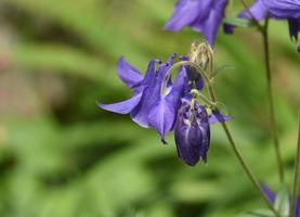 flor de columbine de floração roxa em um jardim foto