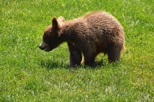 filhote de urso marrom bebê brincando na grama foto