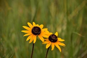 par de susans de olhos pretos floridos em flor foto