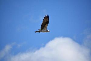 águia-pescadora com asas estendidas e espalhadas em voo foto