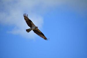 parte inferior de um pássaro águia-pescadora voando no céu foto