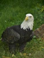 águia careca americana olhando ao redor em pé foto