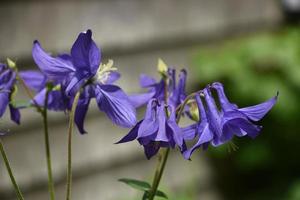 lindas flores de columbine roxas florescendo em um jardim foto